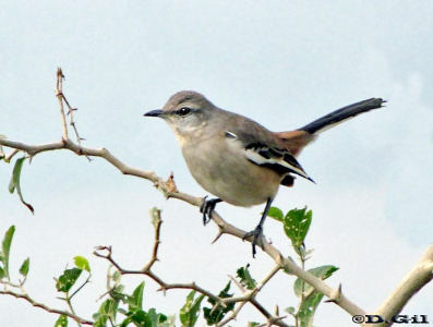 CALANDRIA TRES COLAS (Mimus triurus)  - Playa Penino-SAN JOSE (Mayo 2011)